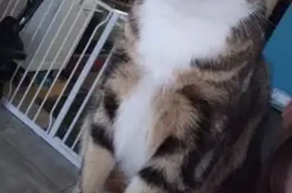 Chatte tigrée perdue, Rue Victor Hugo - photo