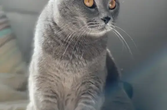 Animaux perdus Paris, photo: Chat Chartreux perdu, mâle, puce, Paris