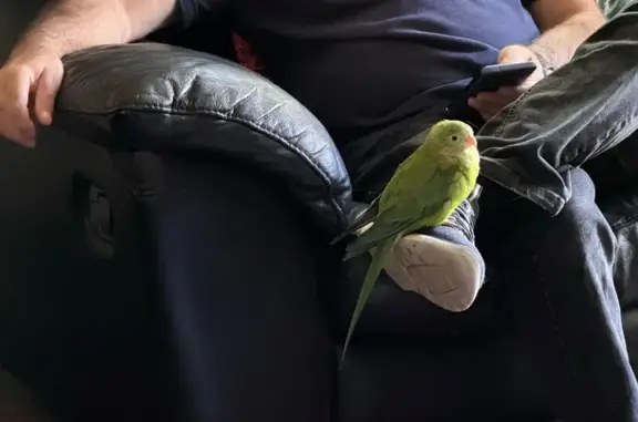 Lost Superb Parrot: Green with...