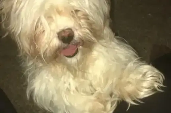 Lost White Shih Tzu on John Scagno Ave