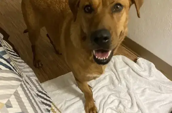 Lost Tan Dog with White Chest in Cohasset