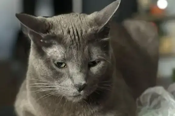 Lost Gray Cat with Green Eyes - Cicero