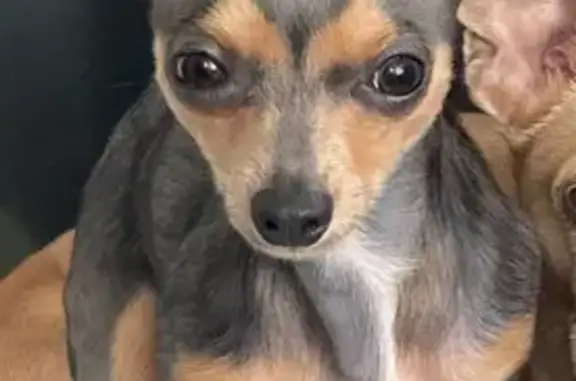 Lost Dog Near 4737 W Montrose, Chicago