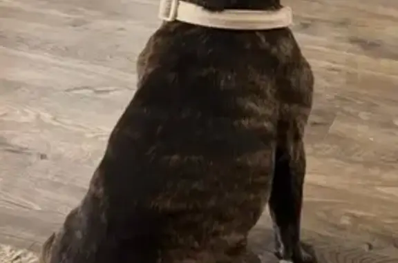 Lost Brindle Dog w/ Cherry Eye - Millington