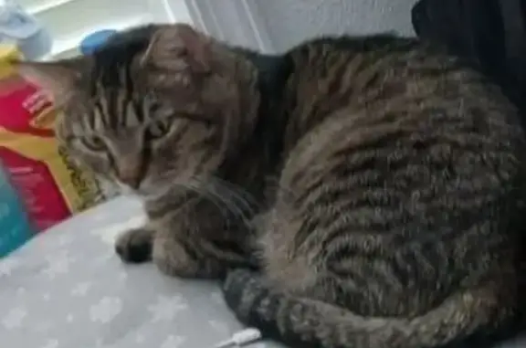 Lost Tabby Cat: Tipped Ear, Red Collar