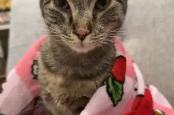 Lost Petite Tabby: North Farm Hill Lane