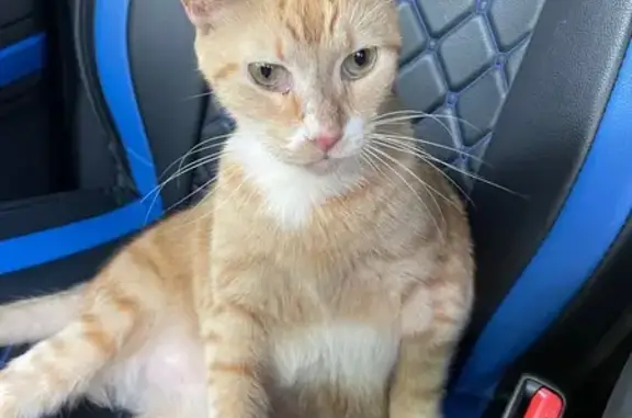 Found cat Norcross, photo: Found Cat: White Markings, Missing Teeth