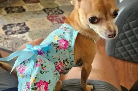 Lost Chihuahua: Tan Female on Denham Ln