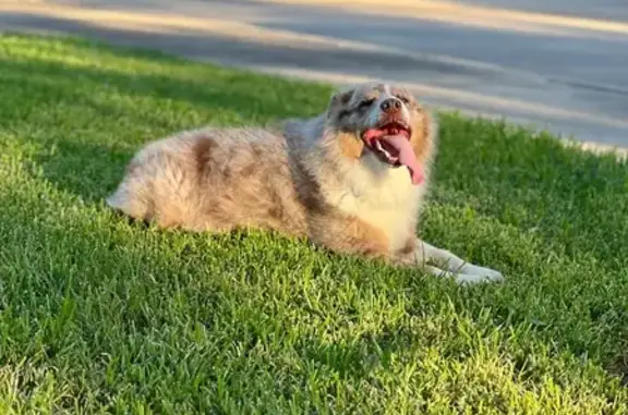 Missing dog Pearland, photo: Lost Australian Shepherd: Hiro in Pearland