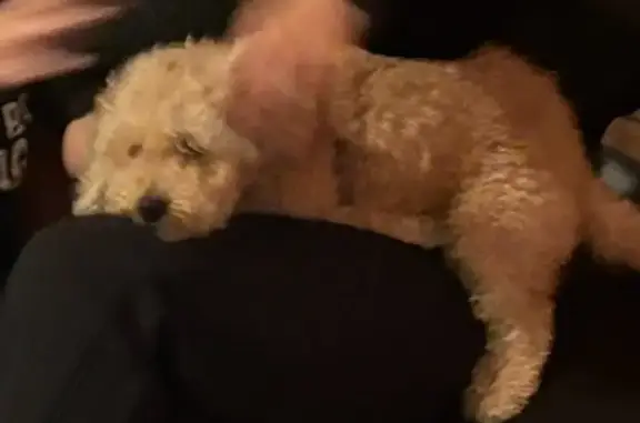Lost: Light Brown Dog, Yellow Collar