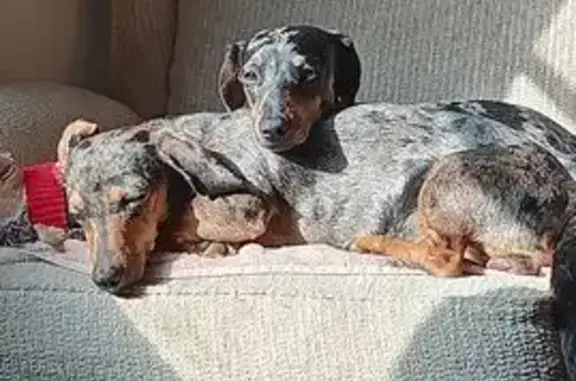 Missing dog Des Moines, photo: Lost Dapple Doxie: Silver Brows & Wags