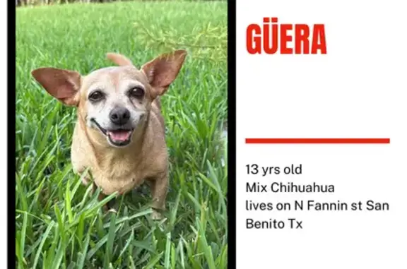Missing dog San Benito, photo: Lost Light Brown Dog - North Fannin St