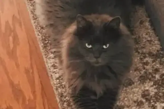 Lost and found pets Hattiesburg, photo: Lost Fluffy Grey Cat: Oxford Drive, Hattiesburg