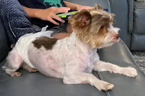 Lost pets Conroe, photo: Lost: Curious Gizmo on Hollowbrook Ln