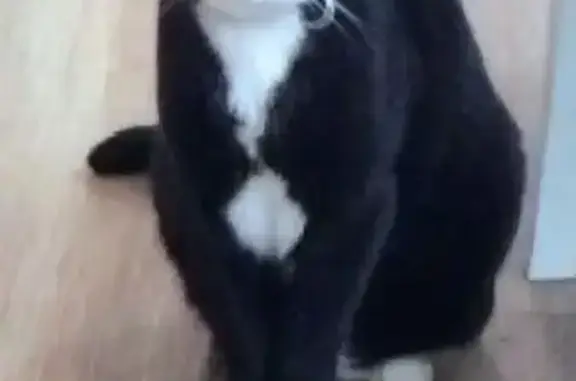 Lost Tuxedo Cat: Split Ear, Dalray Ct