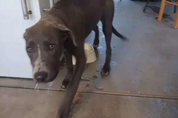 Lost and found pets Arizona City, photo: Found Gray & White Pitbull Puppy - Phoenix