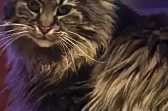 Lost and found pets , photo: Lost Fluffy Cat: Keneson St, Billerica