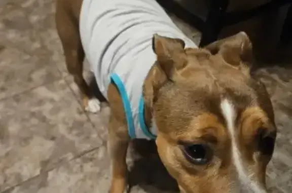 Lost Brown Pit: Limping, Walnut Parkway