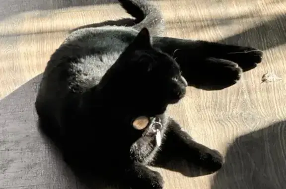 Lost Black Cat: Tipped Ear & Scar