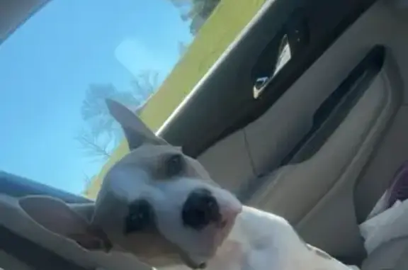 Lost Tan & White Bulldog in Lucedale