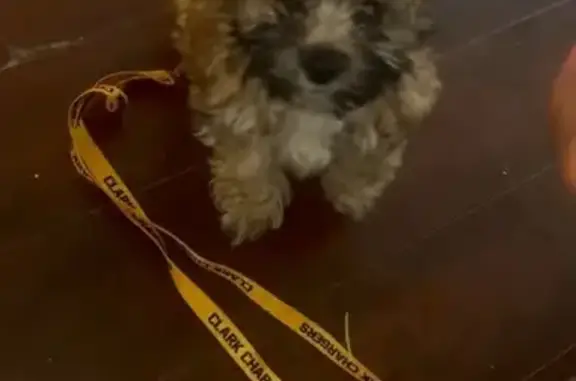 Lost Dog: Brown & Black, Waddles, Pennwood Ave
