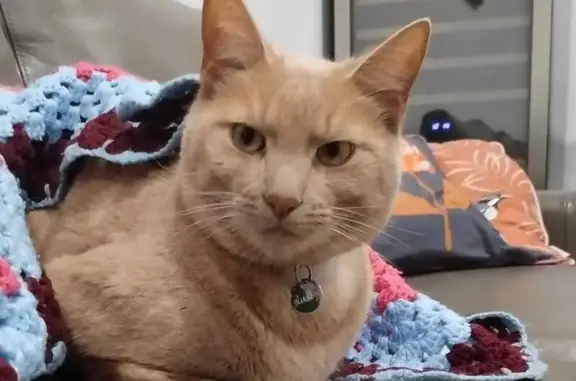 Lost Ginger Cat: White Spot, Burnside