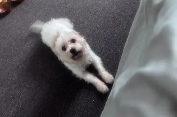 Missing dog Philadelphia, photo: Lost Dog: Rocket - White/Brown, Blue Bowtie