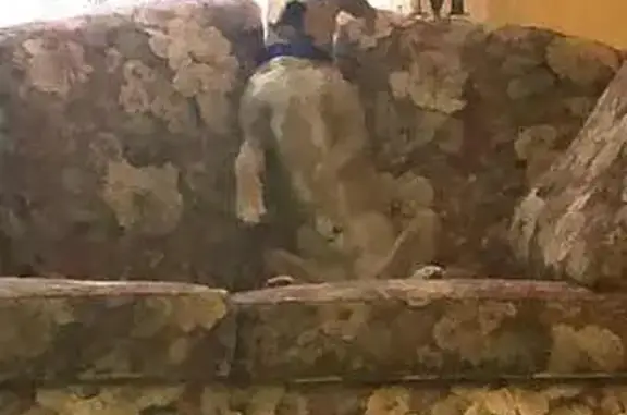Lost and found pets Granite City, photo: Lost Tan & White Pit Bull Boxer Mix
