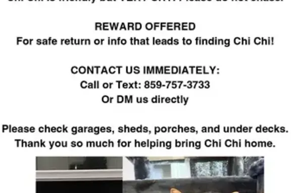 Lost pets Covington, photo: Lost Grey Tabby: Sweet, Shy & Fluffy