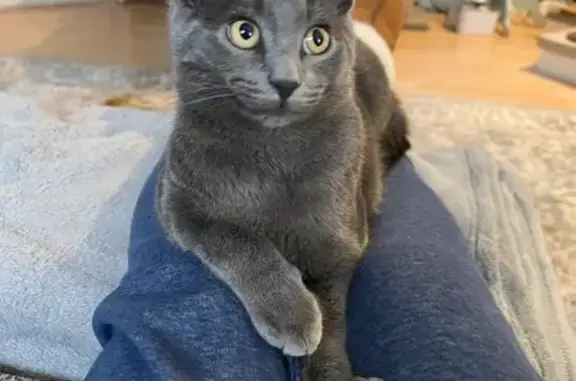 Lost Grey Cat on Kohler Rd, Dresden