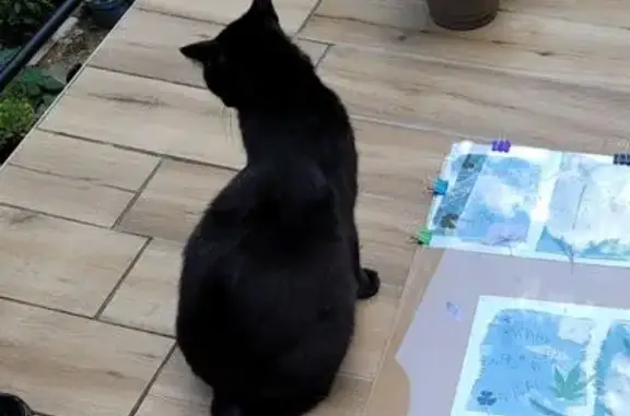 Chat perdu, , photo: Chat noir perdu à Nancy, secteur Leclerc