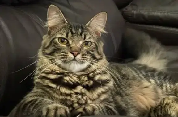 Lost Cat: Gray Stripes, Bushy Tail!