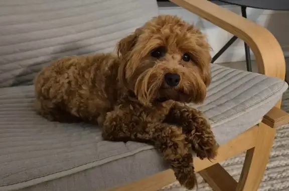 Lost Red Toy Cavoodle on Swan...