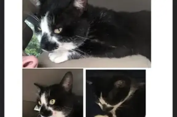 Lost: Mostly Black Cat on Asbury Rd