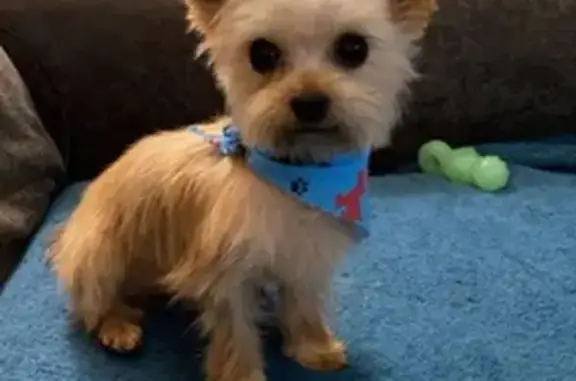 Missing Yorkie: 3lbs, Golden Blonde, Taylor