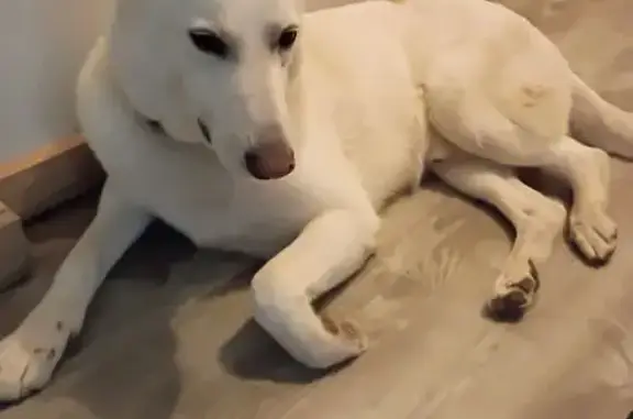 Lost White Shepherd: Missing on Route 171
