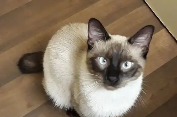 Lost pets Acworth, photo: Friendly Lost Cat: Short Tail, Sandy Lane