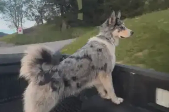 Chien bleu merle perdu à La Clusaz - photo