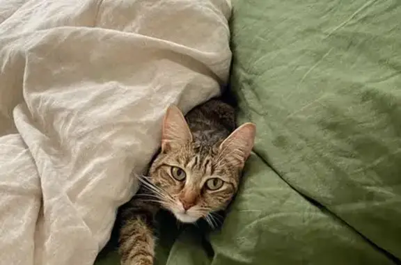 Animaux perdus Guérande, photo: Chatte tigrée perdue à Guérande