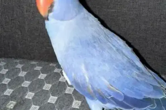 Lost Bird: Help Find Blu in Sa...