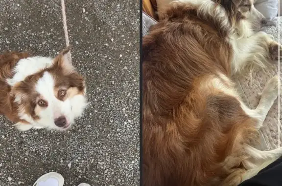 Chien perdue : Romie, femelle craintive recherchée - photo