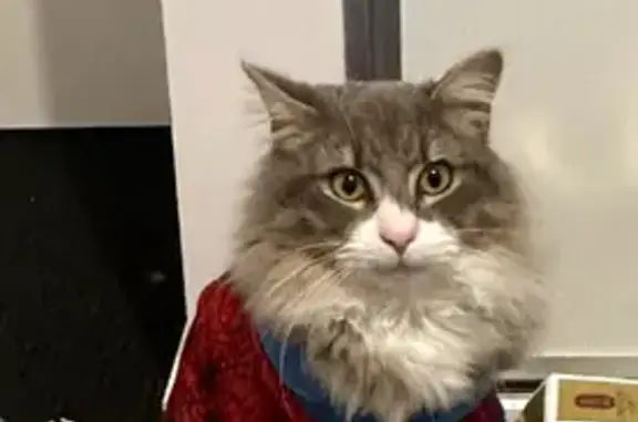 Missing cat , photo: Missing Cat: Grey, White & Light Brown