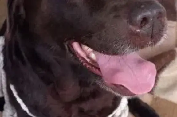 Chien trouvé Malville, photo: Labrador âgé trouvé errant à Malville