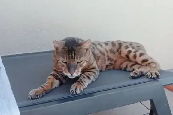 Chat Bengale marron affectueux trouvé - photo