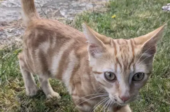 Chat trouvé Saint-Palais-sur-Mer, photo: Chaton trouvé, maigre, av. de Courlay