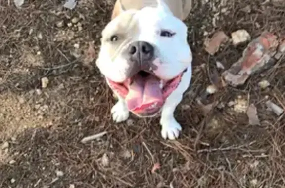 Perro Perdido en Argentona: American Bully