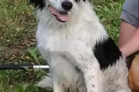 Chien perdu Lanvollon, photo : Chienne perdue à Lanvollon, collier anti-fugue