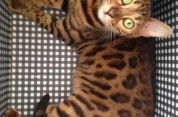 Chatte Bengal perdue à Brissac - photo