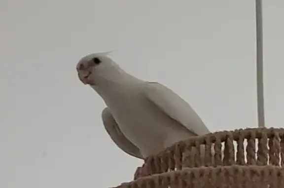 Animaux perdus Angers, photo: Perdu : oiseau blanc Gamora à Angers