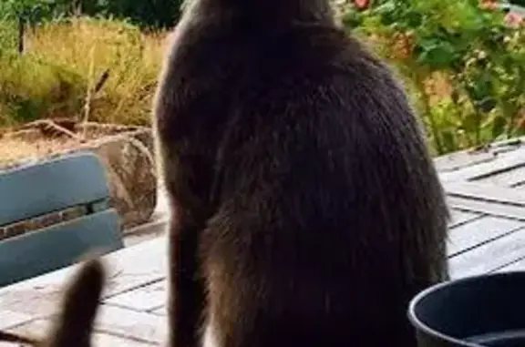 Animaux perdus Bourgogne-Franche-Comté, photo: Chat Chartreux gris perdu à Chastellux